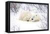 Polar Bears, Female and Cub, Churchill Wildlife Area, Manitoba, Canada-Richard ans Susan Day-Framed Stretched Canvas