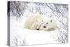 Polar Bears, Female and Cub, Churchill Wildlife Area, Manitoba, Canada-Richard ans Susan Day-Stretched Canvas