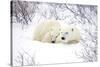 Polar Bears, Female and Cub, Churchill Wildlife Area, Manitoba, Canada-Richard ans Susan Day-Stretched Canvas