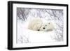 Polar Bears, Female and Cub, Churchill Wildlife Area, Manitoba, Canada-Richard ans Susan Day-Framed Photographic Print