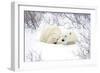 Polar Bears, Female and Cub, Churchill Wildlife Area, Manitoba, Canada-Richard ans Susan Day-Framed Photographic Print