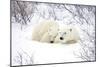 Polar Bears, Female and Cub, Churchill Wildlife Area, Manitoba, Canada-Richard ans Susan Day-Mounted Photographic Print