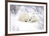 Polar Bears, Female and Cub, Churchill Wildlife Area, Manitoba, Canada-Richard ans Susan Day-Framed Photographic Print