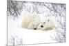 Polar Bears, Female and Cub, Churchill Wildlife Area, Manitoba, Canada-Richard ans Susan Day-Mounted Photographic Print