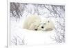 Polar Bears, Female and Cub, Churchill Wildlife Area, Manitoba, Canada-Richard ans Susan Day-Framed Photographic Print