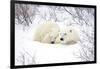 Polar Bears, Female and Cub, Churchill Wildlife Area, Manitoba, Canada-Richard ans Susan Day-Framed Photographic Print