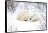 Polar Bears, Female and Cub, Churchill Wildlife Area, Manitoba, Canada-Richard ans Susan Day-Framed Stretched Canvas