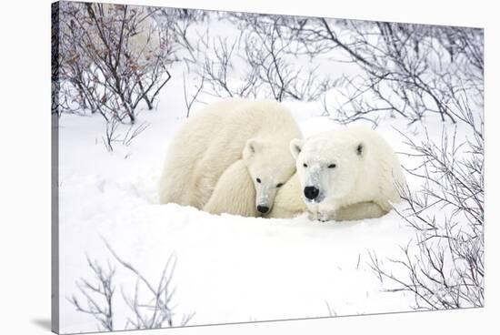 Polar Bears, Female and Cub, Churchill Wildlife Area, Manitoba, Canada-Richard ans Susan Day-Stretched Canvas