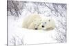 Polar Bears, Female and Cub, Churchill Wildlife Area, Manitoba, Canada-Richard ans Susan Day-Stretched Canvas