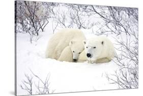 Polar Bears, Female and Cub, Churchill Wildlife Area, Manitoba, Canada-Richard ans Susan Day-Stretched Canvas