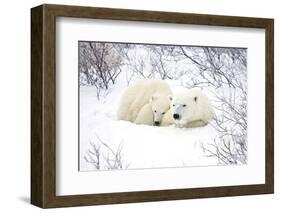 Polar Bears, Female and Cub, Churchill Wildlife Area, Manitoba, Canada-Richard ans Susan Day-Framed Photographic Print