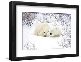 Polar Bears, Female and Cub, Churchill Wildlife Area, Manitoba, Canada-Richard ans Susan Day-Framed Photographic Print