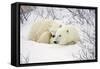 Polar Bears, Female and Cub, Churchill Wildlife Management Area, Mb-Richard ans Susan Day-Framed Stretched Canvas