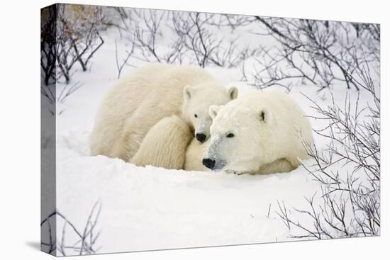 Polar Bears, Female and Cub, Churchill Wildlife Management Area, Mb-Richard ans Susan Day-Stretched Canvas