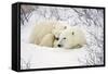 Polar Bears, Female and Cub, Churchill Wildlife Management Area, Mb-Richard ans Susan Day-Framed Stretched Canvas