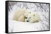 Polar Bears, Female and Cub, Churchill Wildlife Management Area, Mb-Richard ans Susan Day-Framed Stretched Canvas