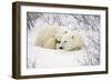 Polar Bears, Female and Cub, Churchill Wildlife Management Area, Mb-Richard ans Susan Day-Framed Photographic Print