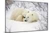 Polar Bears, Female and Cub, Churchill Wildlife Management Area, Mb-Richard ans Susan Day-Mounted Photographic Print