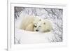 Polar Bears, Female and Cub, Churchill Wildlife Management Area, Mb-Richard ans Susan Day-Framed Photographic Print