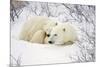 Polar Bears, Female and Cub, Churchill Wildlife Management Area, Mb-Richard ans Susan Day-Mounted Photographic Print