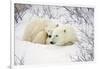 Polar Bears, Female and Cub, Churchill Wildlife Management Area, Mb-Richard ans Susan Day-Framed Photographic Print
