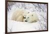 Polar Bears, Female and Cub, Churchill Wildlife Management Area, Mb-Richard ans Susan Day-Framed Photographic Print