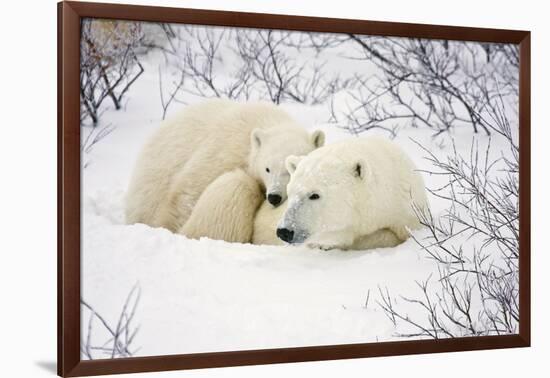 Polar Bears, Female and Cub, Churchill Wildlife Management Area, Mb-Richard ans Susan Day-Framed Photographic Print