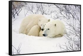 Polar Bears, Female and Cub, Churchill Wildlife Management Area, Mb-Richard ans Susan Day-Framed Stretched Canvas