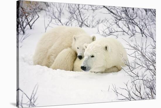 Polar Bears, Female and Cub, Churchill Wildlife Management Area, Mb-Richard ans Susan Day-Stretched Canvas