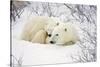 Polar Bears, Female and Cub, Churchill Wildlife Management Area, Mb-Richard ans Susan Day-Stretched Canvas