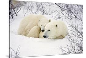 Polar Bears, Female and Cub, Churchill Wildlife Management Area, Mb-Richard ans Susan Day-Stretched Canvas