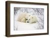 Polar Bears, Female and Cub, Churchill Wildlife Management Area, Mb-Richard ans Susan Day-Framed Photographic Print