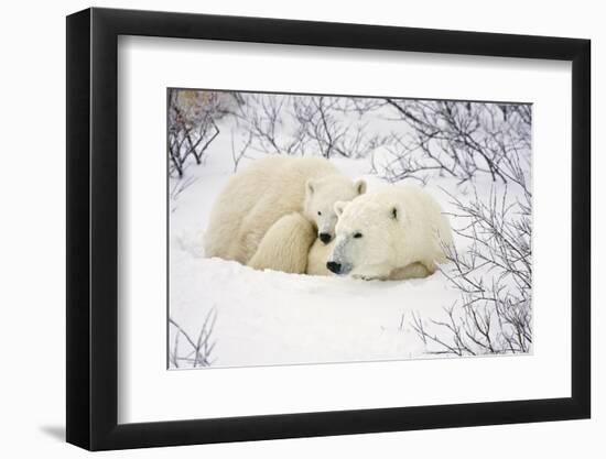 Polar Bears, Female and Cub, Churchill Wildlife Management Area, Mb-Richard ans Susan Day-Framed Photographic Print