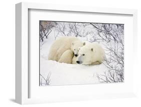 Polar Bears, Female and Cub, Churchill Wildlife Management Area, Mb-Richard ans Susan Day-Framed Photographic Print