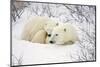 Polar Bears, Female and Cub, Churchill Wildlife Management Area, Mb-Richard ans Susan Day-Mounted Photographic Print