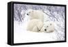 Polar Bears, Female and Two Cubs, Churchill Wildlife Area, Mb-Richard ans Susan Day-Framed Stretched Canvas