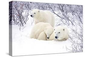 Polar Bears, Female and Two Cubs, Churchill Wildlife Area, Mb-Richard ans Susan Day-Stretched Canvas