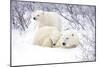 Polar Bears, Female and Two Cubs, Churchill Wildlife Area, Mb-Richard ans Susan Day-Mounted Photographic Print