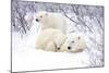 Polar Bears, Female and Two Cubs, Churchill Wildlife Area, Mb-Richard ans Susan Day-Mounted Photographic Print