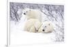 Polar Bears, Female and Two Cubs, Churchill Wildlife Area, Mb-Richard ans Susan Day-Framed Photographic Print