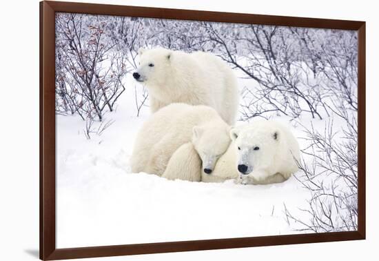 Polar Bears, Female and Two Cubs, Churchill Wildlife Area, Mb-Richard ans Susan Day-Framed Photographic Print