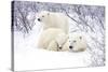 Polar Bears, Female and Two Cubs, Churchill Wildlife Area, Mb-Richard ans Susan Day-Stretched Canvas