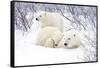 Polar Bears, Female and Two Cubs, Churchill Wildlife Area, Mb-Richard ans Susan Day-Framed Stretched Canvas