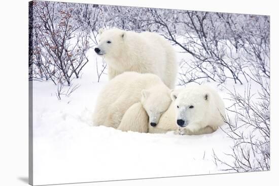 Polar Bears, Female and Two Cubs, Churchill Wildlife Area, Mb-Richard ans Susan Day-Stretched Canvas
