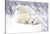 Polar Bears, Female and Two Cubs, Churchill Wildlife Area, Mb-Richard ans Susan Day-Stretched Canvas