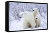 Polar Bears, Female and Two Cubs, Churchill Wildlife Area, Mb-Richard ans Susan Day-Framed Stretched Canvas
