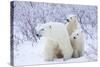 Polar Bears, Female and Two Cubs, Churchill Wildlife Area, Mb-Richard ans Susan Day-Stretched Canvas