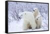 Polar Bears, Female and Two Cubs, Churchill Wildlife Area, Mb-Richard ans Susan Day-Framed Stretched Canvas