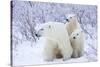 Polar Bears, Female and Two Cubs, Churchill Wildlife Area, Mb-Richard ans Susan Day-Stretched Canvas