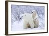 Polar Bears, Female and Two Cubs, Churchill Wildlife Area, Mb-Richard ans Susan Day-Framed Photographic Print